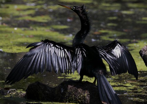 Experts sound the alarm after rare appearances of 'devil bird' in New York: 'We must act now'