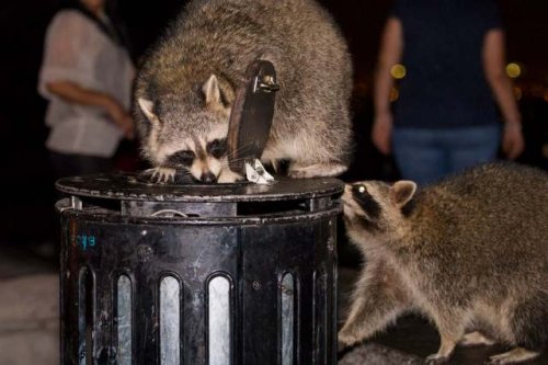 Scientists sound alarm after witnessing disturbing changes in wild animal behavior: 'That does create problems'