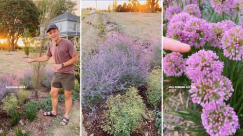Gardening expert reveals the easiest plants to grow during a drought or dry season: ‘Needs no care’