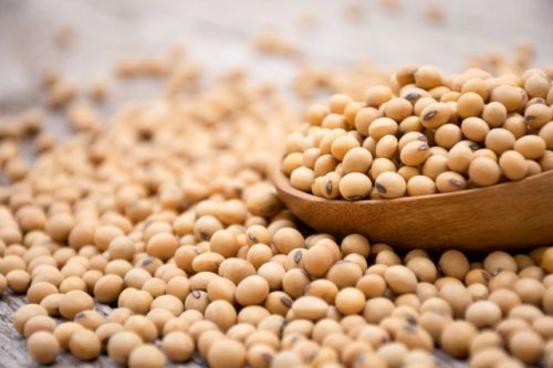Scientists accomplish major food breakthrough by creating a soybean like no other — here's why it's so important to our future food supply