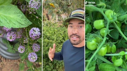 Gardener reveals 2 key plants that can help ensure the health of your tomatoes: ‘Fill in the gaps’