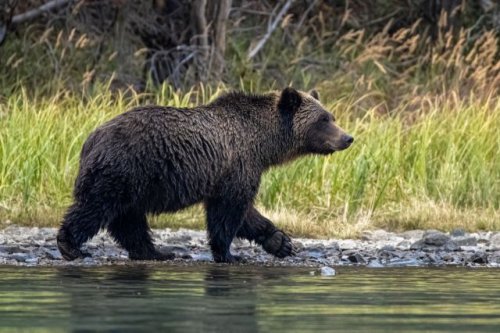 Researchers raise concerns after observing 'catastrophic' behavior of grizzly bears: 'Dramatic escalation in the numbers of bears dying'