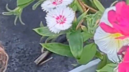 Gardener astounded by arrival of rare backyard visitor: 'First time ever seeing these'
