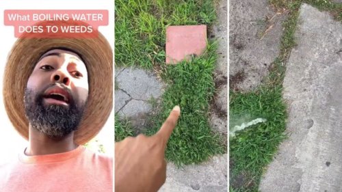 Gardener shares simple, chemical-free hack for getting rid of weeds: ‘You might have just changed the game for me’