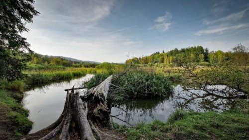 Officials surprised to find major public works project completed by wild animals: 'Better than when we design it on paper'