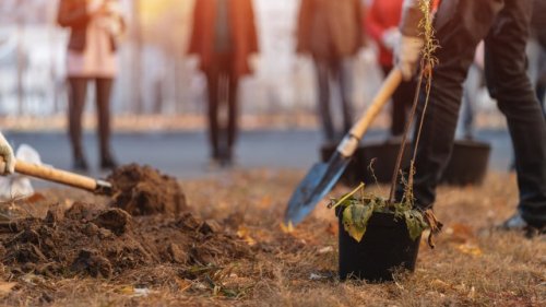 Thousands rally to join mass tree-planting initiative with monumental impacts: 'The creation of these new woodlands is vital'