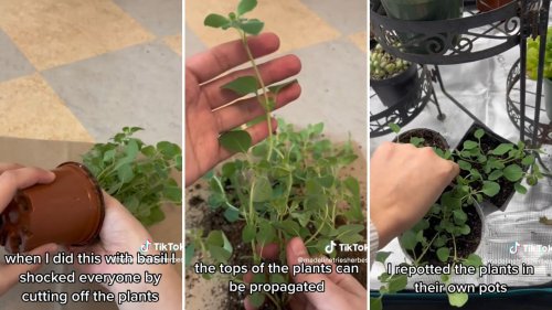 Gardener shares how you can grow ‘endless’ oregano with this simple trick: ‘I’m starting to do this with everything I buy’