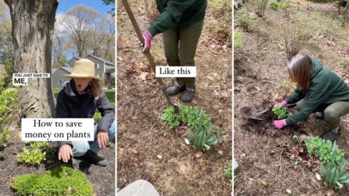 Gardener shares ridiculously simple hack for saving money on perennials: ‘Get your hands dirty’