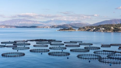 Scientists issue urgent warning after witnessing disturbing changes in salmon behavior: 'Expected to have broader negative consequences'