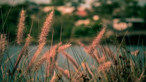 Scientists discover hidden causes behind startling change in major cities' pollen levels: 'The cause is much more complicated'