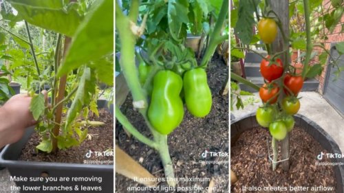 Gardener shares hack for getting the most out of your backyard tomato plant: ‘[It] reduces the chance of disease’