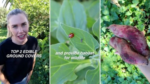 Experienced gardener shares low-effort ground cover combo that smothers weeds fast: 'Can thrive in winter too'