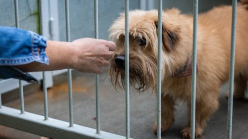 North Carolina shelter pleads for fosters, adoptions after overcrowding leads to dog euthanasia