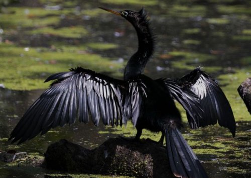 Experts sound the alarm after rare appearances of ‘devil bird’ in New York: ‘We must act now’