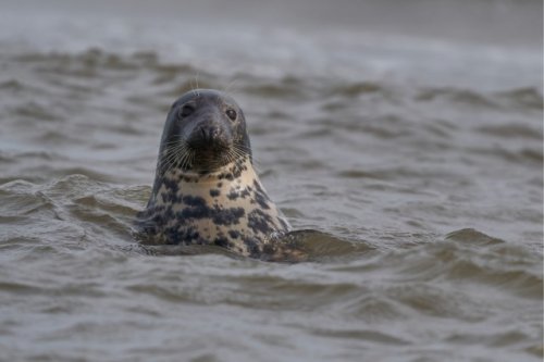 Officials applaud 'landmark' observation at key nature reserve: 'This is wonderful news'