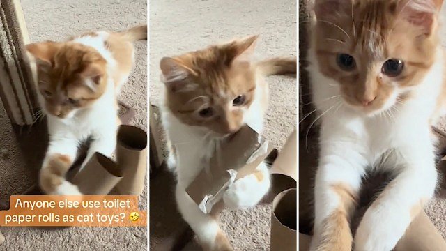 Pet owner shares genius hack turning toilet paper rolls into your cat's new favorite toy: 'This is so smart'