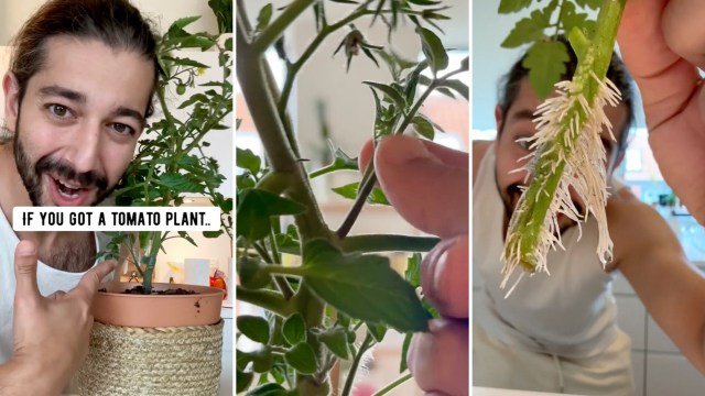 Growin' Plants - cover