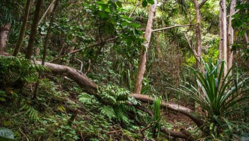 Officials issue urgent warning after dangerous species discovered in forest reserve: 'A big threat to our quality of life'