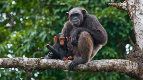 Scientists make breakthrough discovery after studying chimpanzees: 'Important implications'