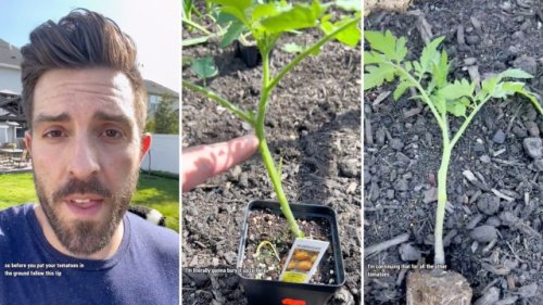 Suburban farmer presents simple hack for massive plant growth: 'The secret to growing monstrous tomato plants'
