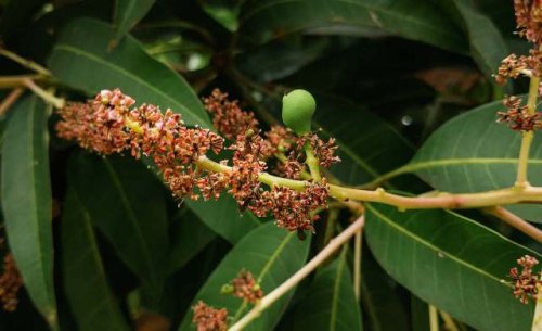 Farmers in crisis as vital mango harvests collapse under unexpected pressure: 'Every year, it gets worse'