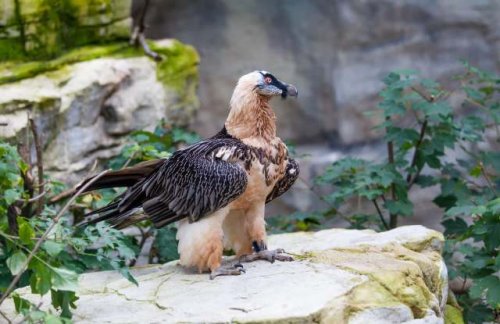 Spectacular creature makes stunning comeback after decades of absence: 'Nature works miracles'
