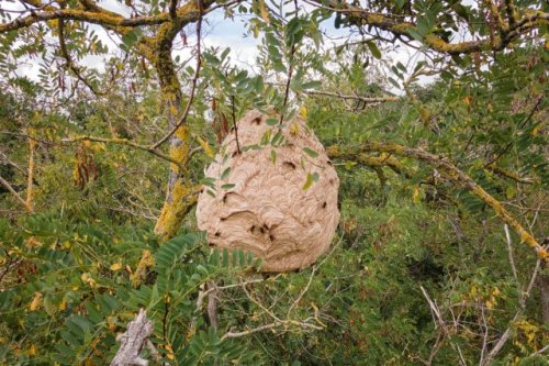 Alarming new study finds over 700 different species in the stomachs of highly invasive predators: 'Poses an extra threat'