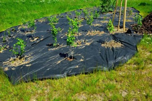Gardener issues dire warning about landscaping mistake with hidden long-term damage: 'I despise the stuff'