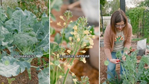 Expert shares simple tip to avoid common gardening mistake: 'Beautiful harvest'