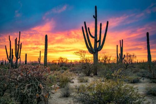 Experts raise alarm over unexpected risk posed by vibrant plant exploding across southwest US: 'It's just a matter of time'