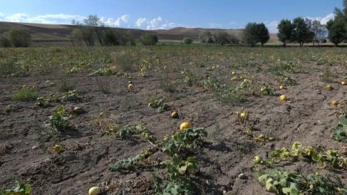 Farmers sound the alarm as critical piece of food supply faces collapse: 'Potentially higher prices at grocery stores'