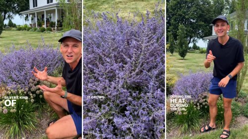 Gardener shares the ‘low-maintenance’ plant that will drastically level up your yard: 'It gives you ... color without any work'