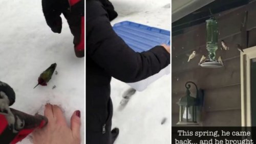 Video shows family’s attempt at saving frozen hummingbird stuck in snow: ‘What an amazing rescue’