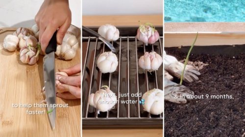 Gardener demonstrates simple hack for growing near-infinite amount of garlic: 'You'll never have to buy garlic again'