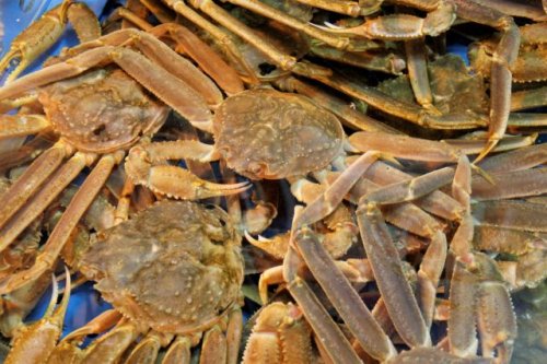 Scientists reveal startling reason billions of snow crabs disappeared from Bering Sea: ‘My mind was just blown’