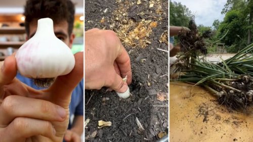 Home cook reveals why he’ll never buy garlic at the grocery store again: ‘Finally someone explaining it’