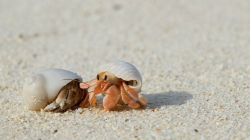 Scientists raise concerns after observing 'heartbreaking' behavior of hermit crabs: 'We are living in a different era'