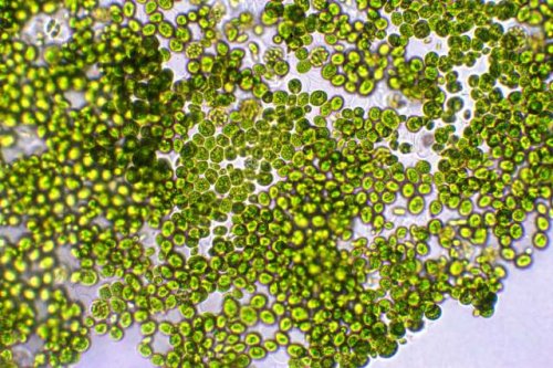 Scientists develop groundbreaking method to grow ultra-futuristic crop: 'It's a new way of thinking'