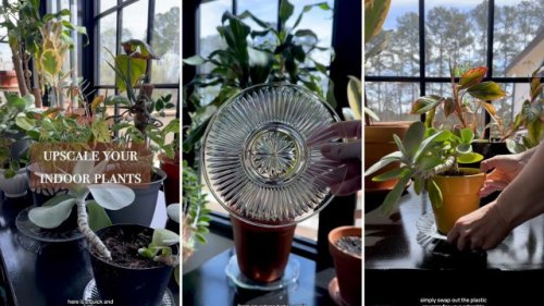 Plant parent shares 'beautiful' alternative to cheap-looking plastic saucers: 'Upscale your indoor plants'