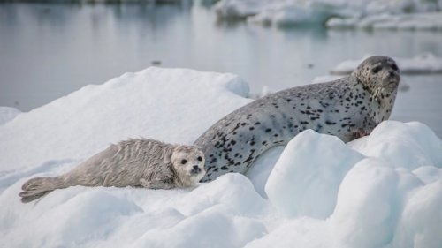 Researchers make disturbing discovery after investigating Arctic Ocean wildlife: 'It blew my mind'
