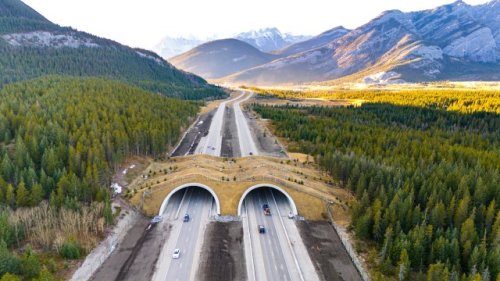 Engineers build first-of-its-kind bridge that's saving lives on both sides of the road: 'We're going to those sites together'