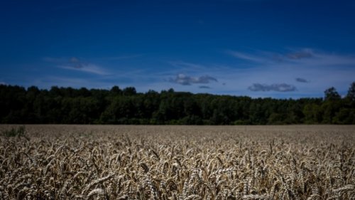 Scientists sound alarm over surprising new factor threatening Earth's food supply: 'These findings underscore the urgency'