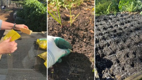 Experienced gardener shares free and easy hack for deterring annoying pests from your harvests: 'They will release a smell that pests hate'