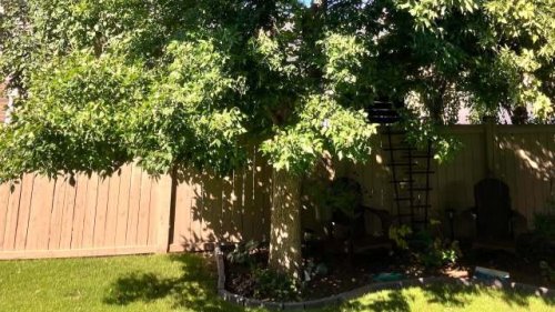 Homeowner raises concerns after HOA demands removal of yard feature: 'These ... absolutely need to be kept alive'