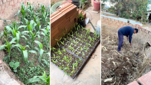 Expert shares simple method for thriving gardens that has been around for thousands of years: 'Helping me learn the technique'