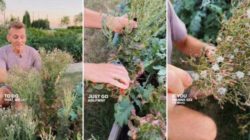 Fourth-generation gardener reveals family method of ensuring a good harvest year after year: ‘Just like grandma and great-grandma did’