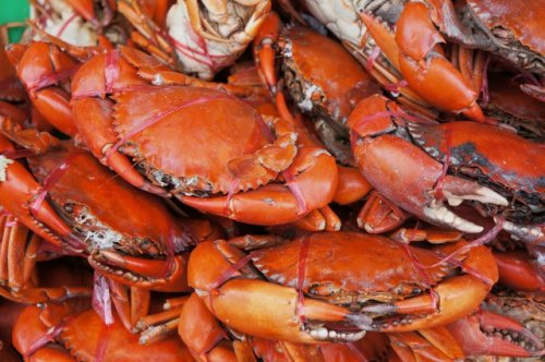 Scientists make game-changing discovery inside crustacean shells that could revolutionize plastic: 'We are hoping that we can turn this trash into a treasure'