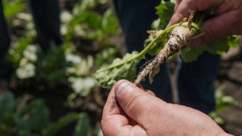 Researchers warn of mounting threat to Europe's food supply: 'Possibly pushing the whole region into the red'
