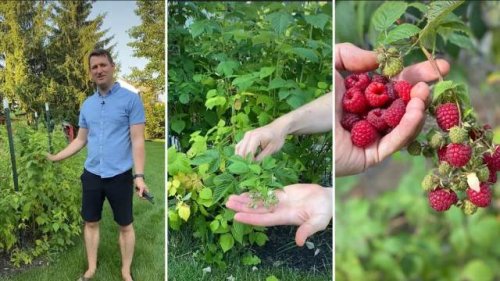 Gardening husband and wife share secret to being self-sufficient: ‘Every change begins small’