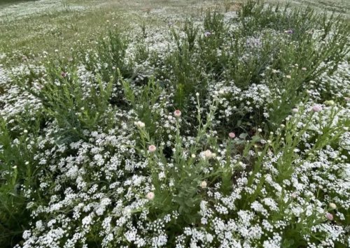 Texas resident shocked by what grew in their yard after deciding not to mow this year: ‘Hard to imagine anything could grow’